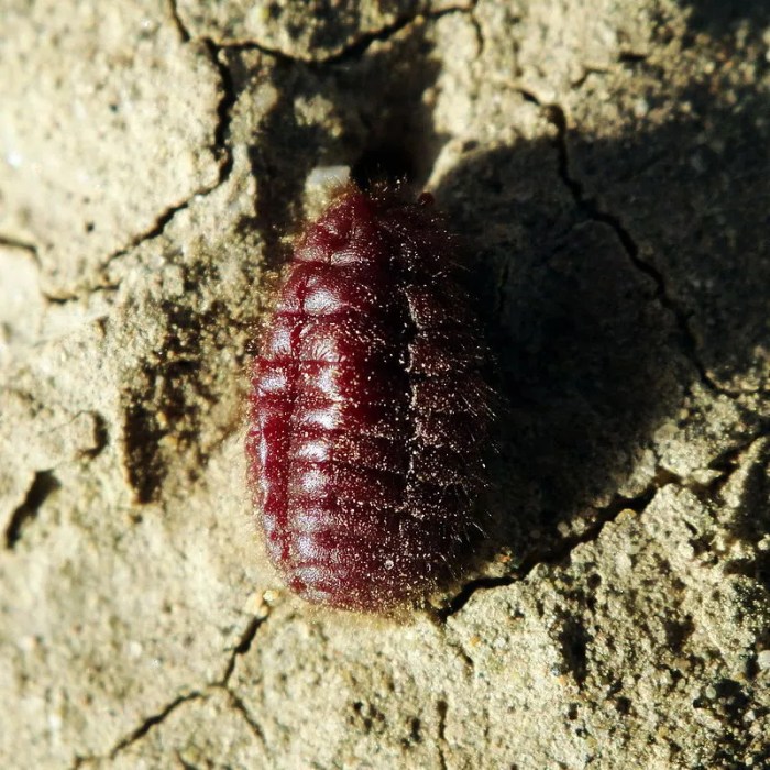 Red food coloring beetles