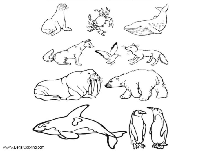 Free arctic animal coloring sheets