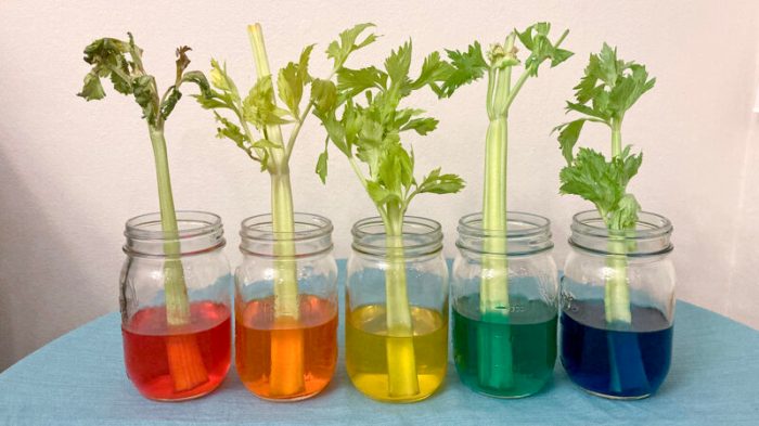 Celery food coloring experiment