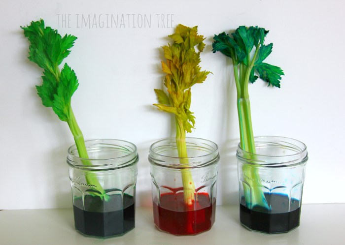 Celery food coloring experiment