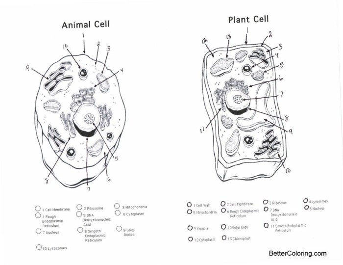 Animal and plant cell coloring