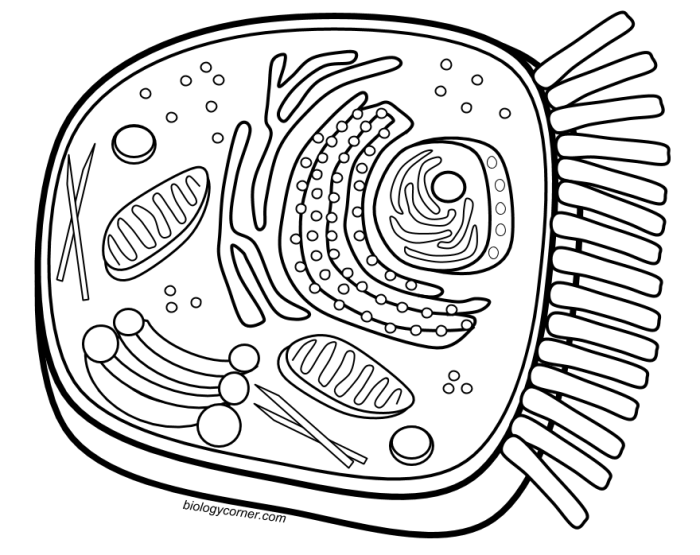 Animal and plant cell coloring