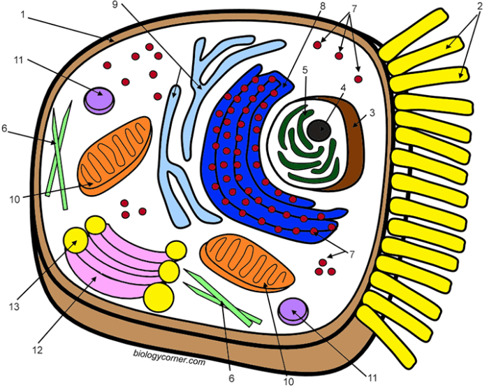 Animal cell coloring sheets answers