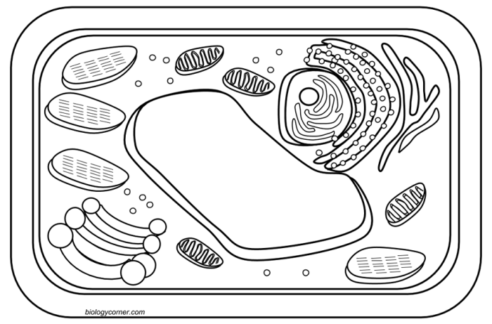 Animal cell and plant cell coloring sheet