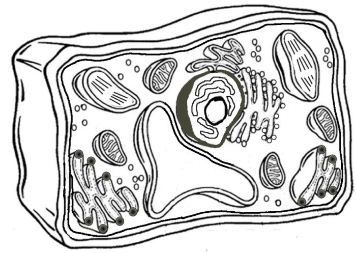 Animal cell and plant cell coloring sheet