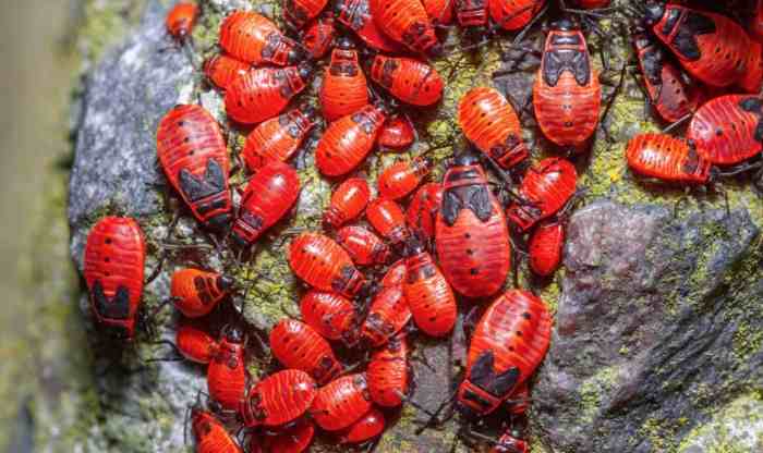 Red food coloring beetles