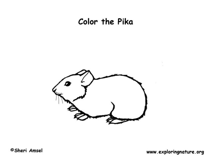 Coloring pages animal pika