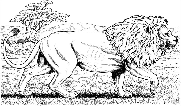 Free coloring pages animals realistic