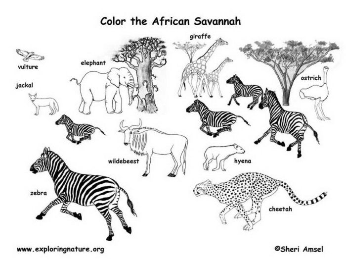 African animals coloring sheets